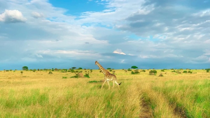 Kenyan Giraffe